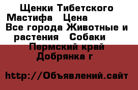 Щенки Тибетского Мастифа › Цена ­ 60 000 - Все города Животные и растения » Собаки   . Пермский край,Добрянка г.